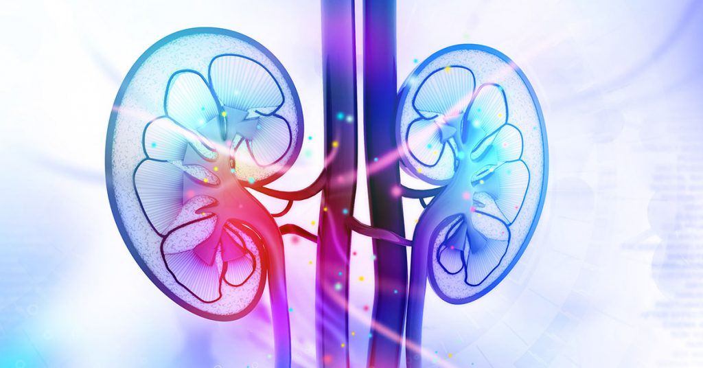Human kidney cross section; blog: Kidney Disease by the Numbers