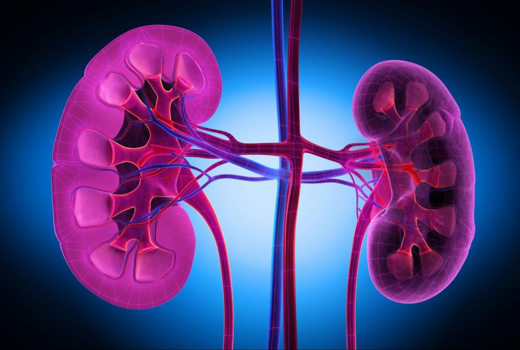 an animation of the kidneys to illustrate the relationship between diabetes and kidney disease